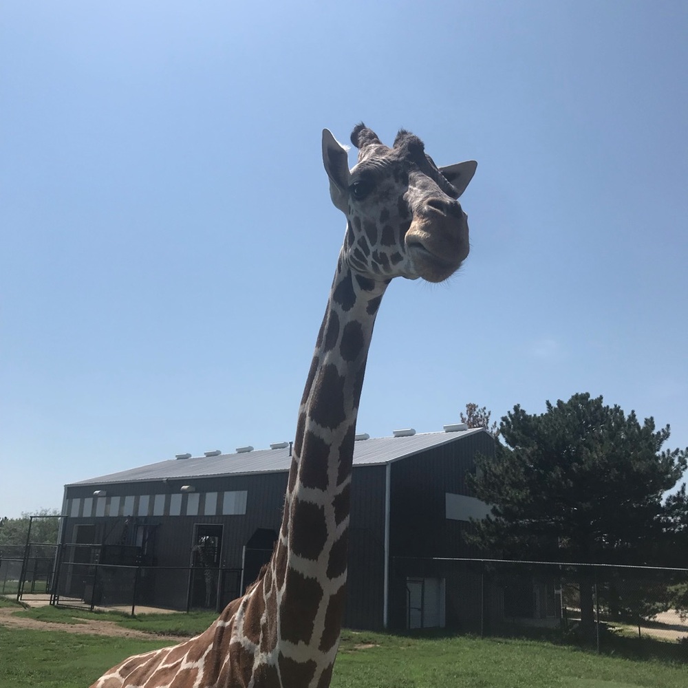 Meet your Posher, Kodi